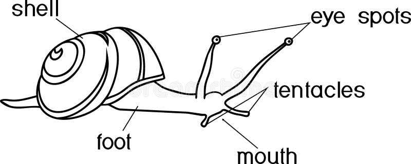 parts of a snail diagram