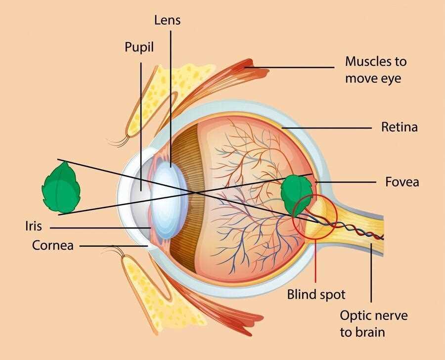 parts of eye diagram