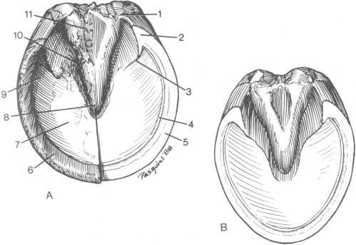 parts of the horse hoof diagram