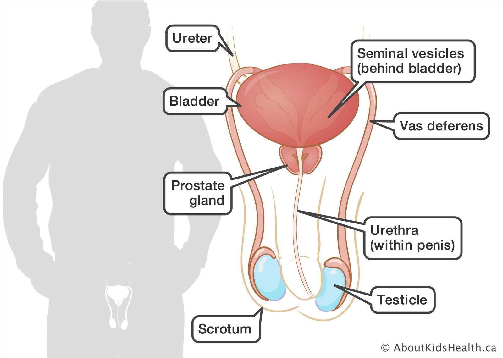 parts of male reproductive system diagram