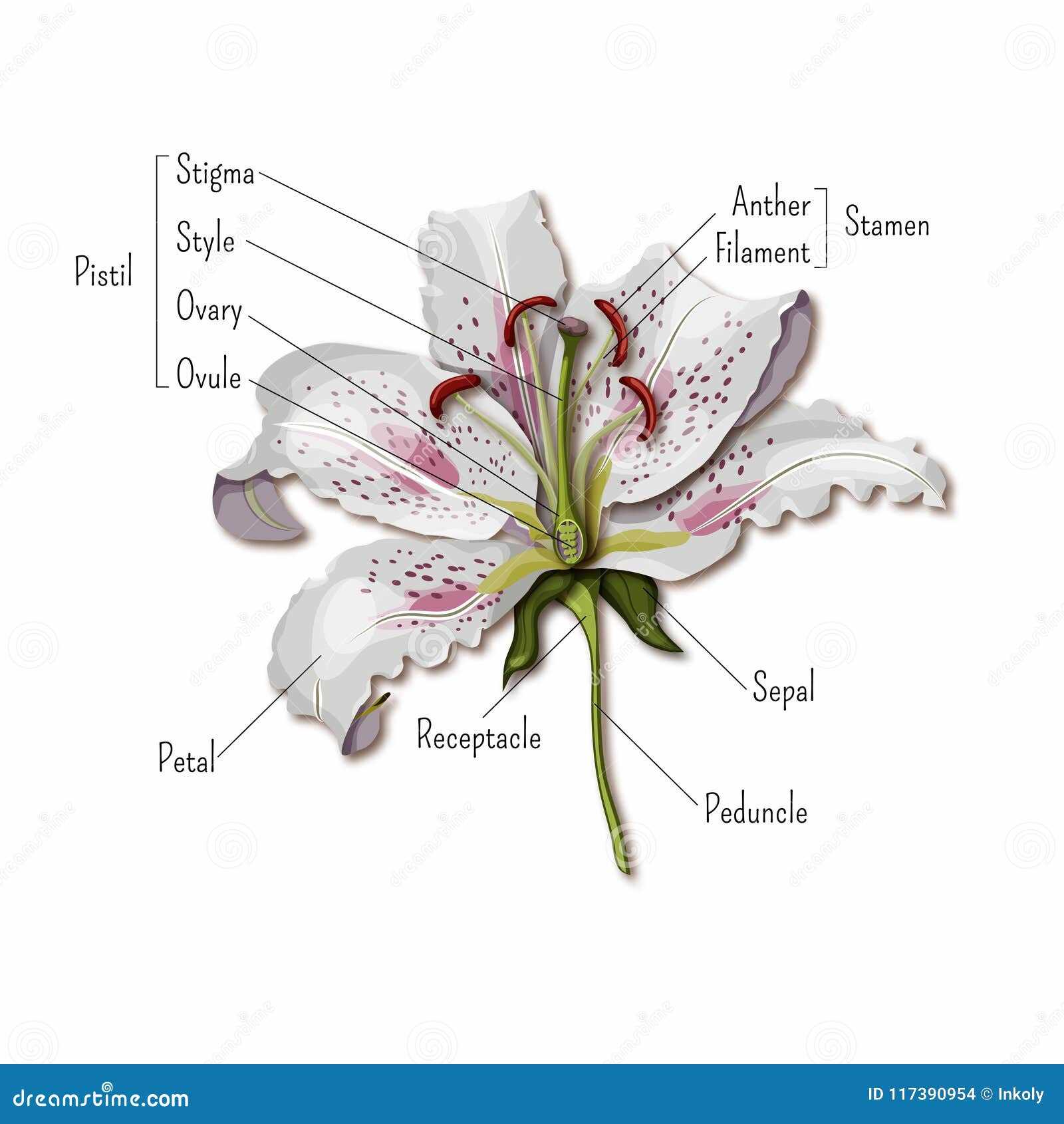 parts of flower diagram