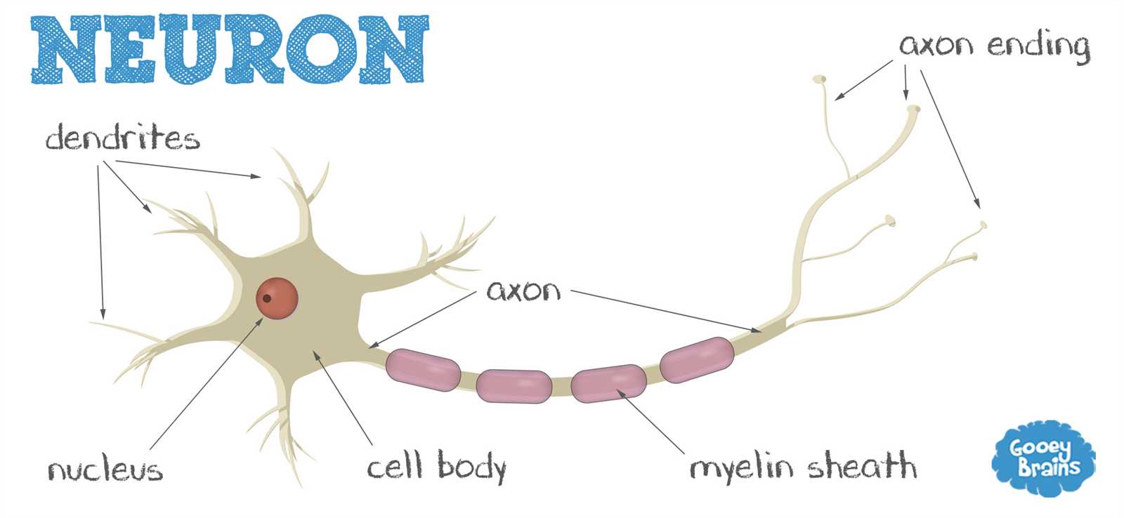 parts of neuron diagram