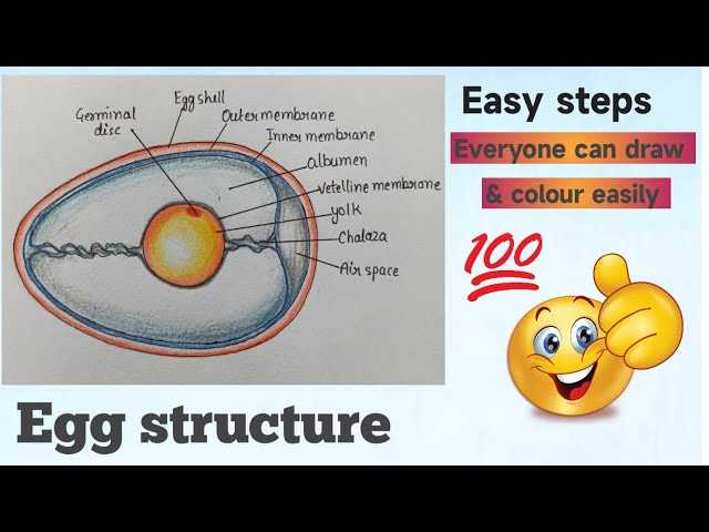 parts of an egg diagram