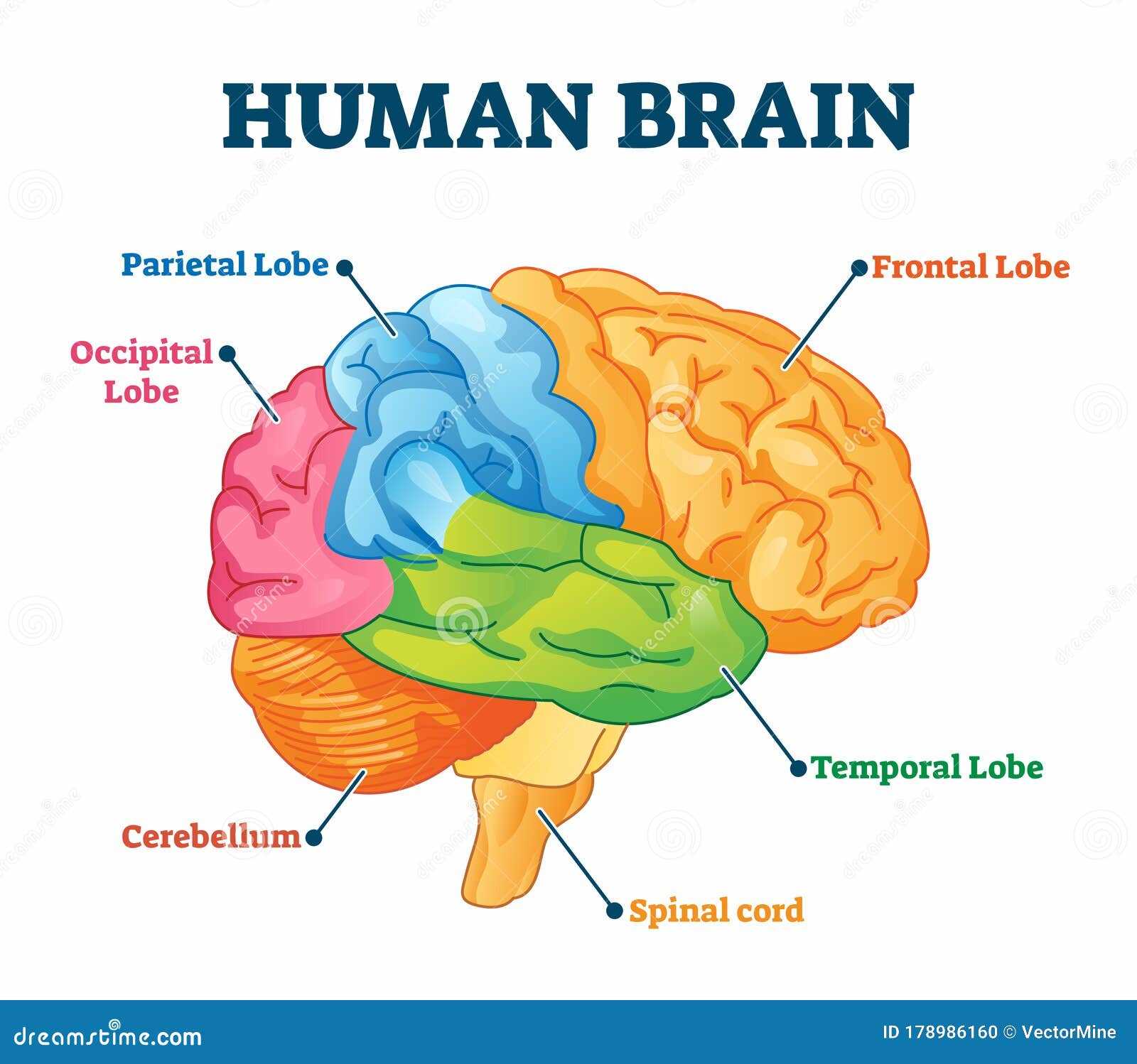 parts of brain diagram