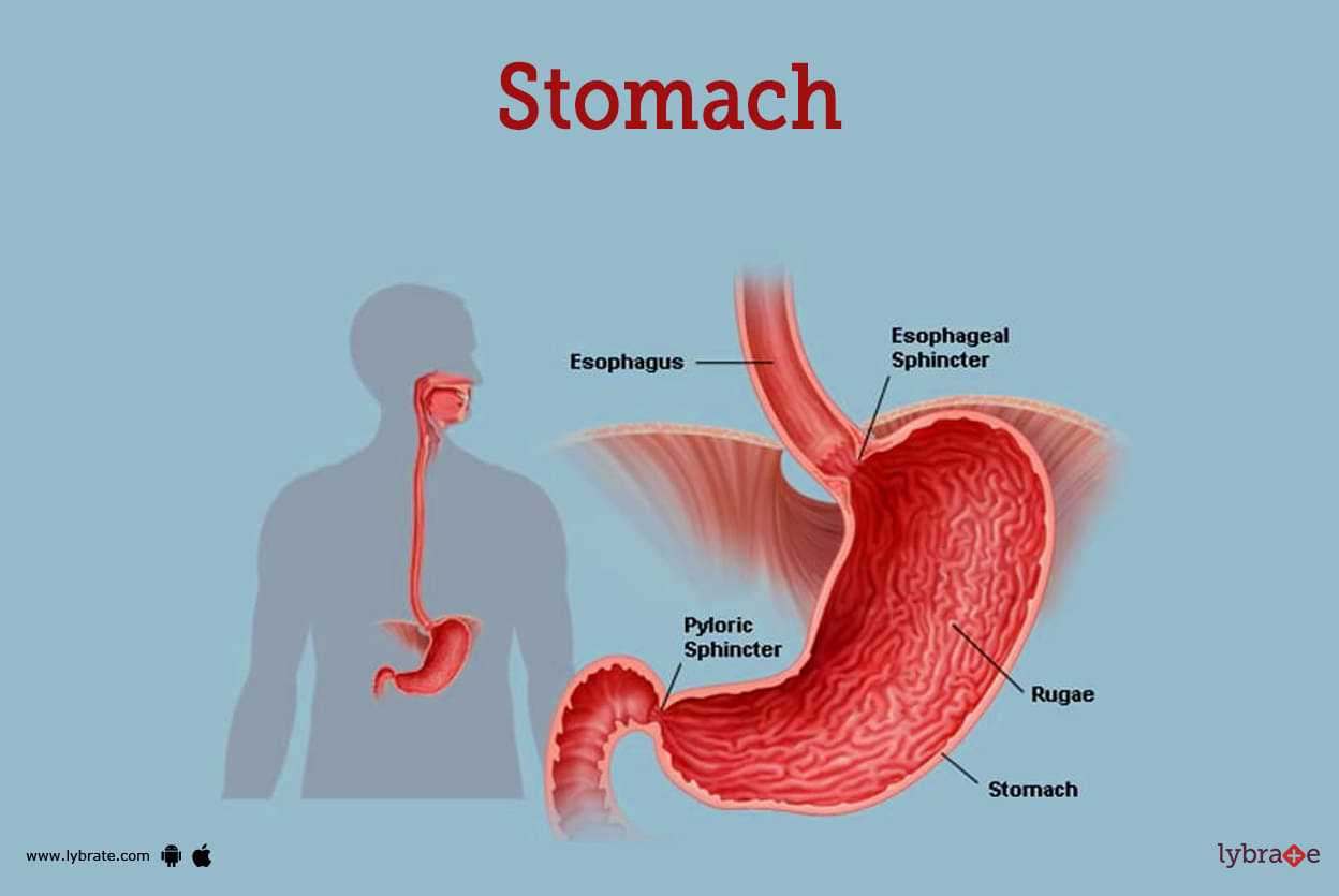 parts of your stomach diagram