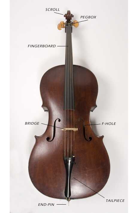 parts of the cello diagram