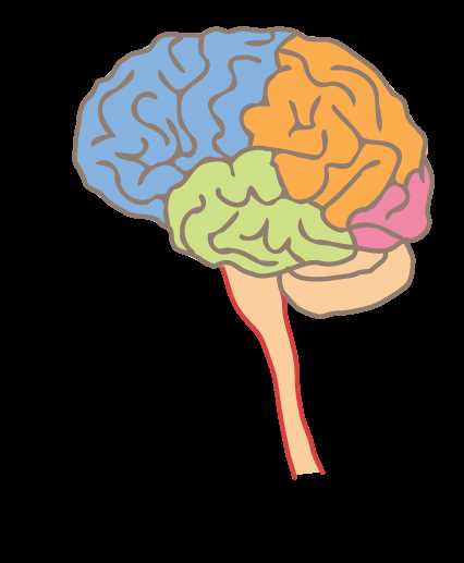 parts of the brain diagram quiz