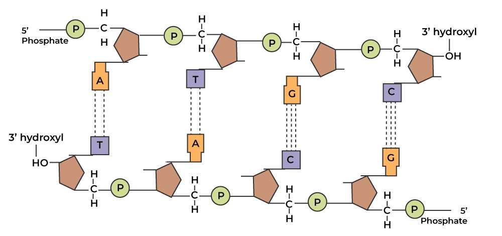 parts of dna diagram