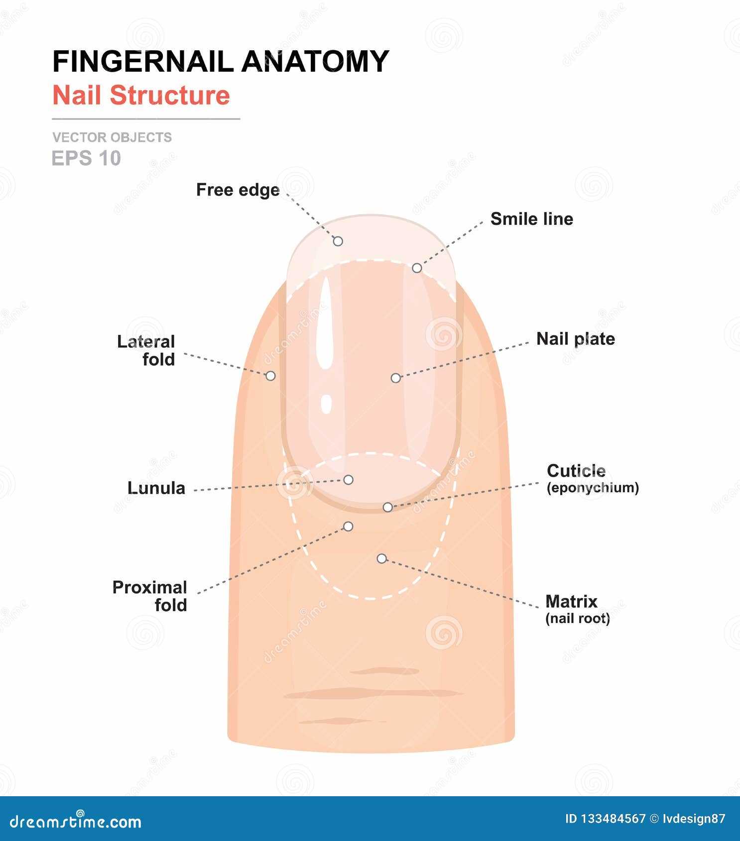 parts of nail diagram