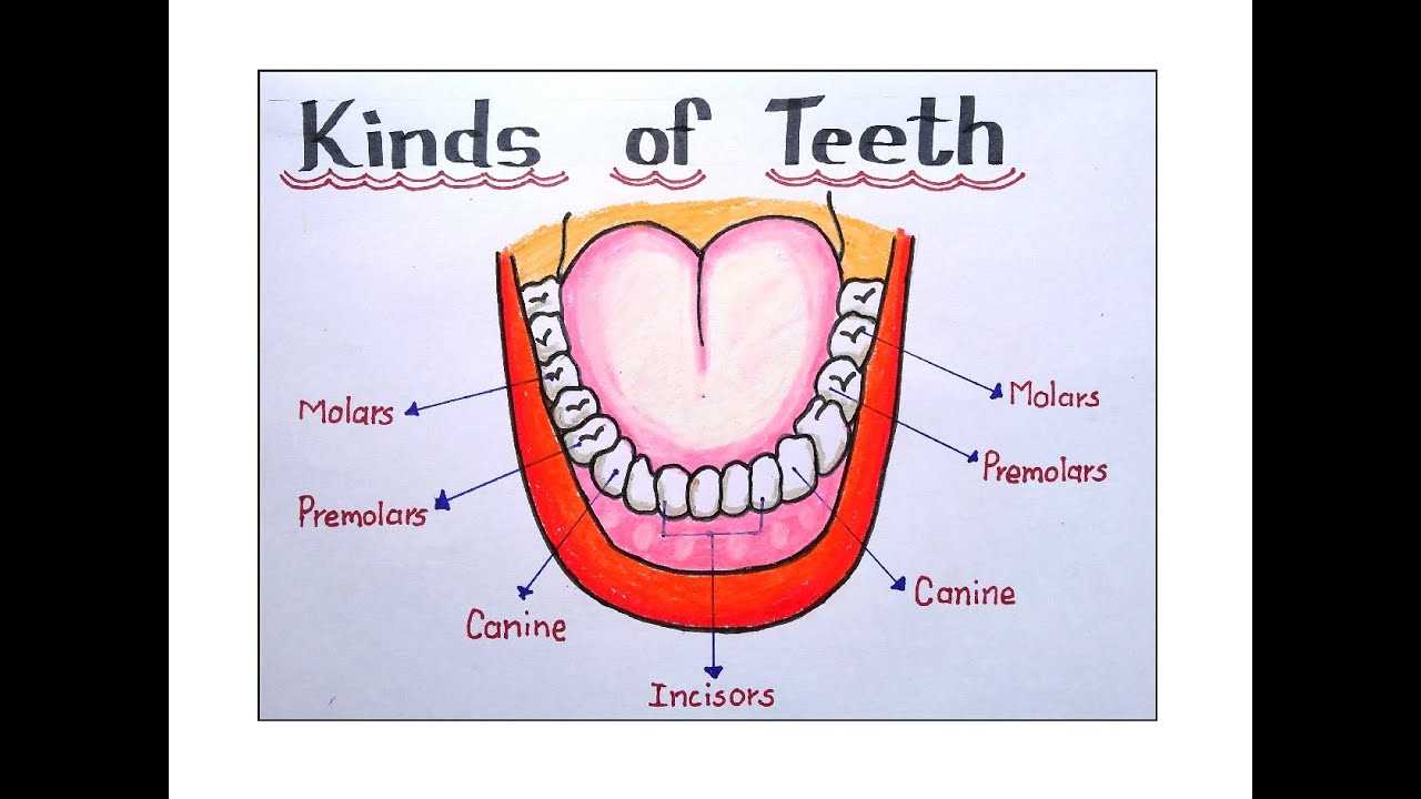 parts of teeth diagram