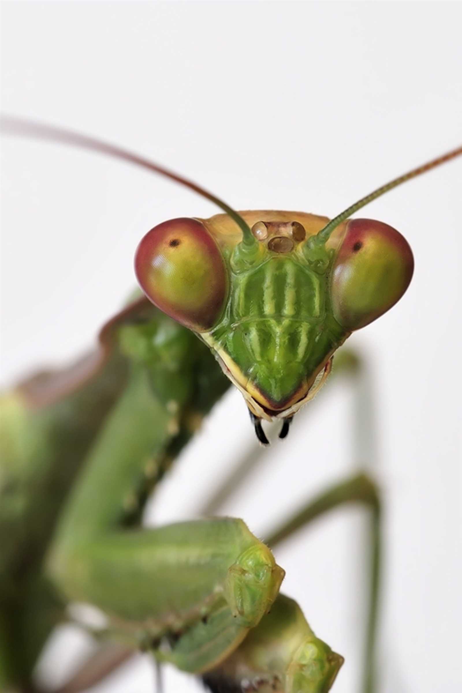 praying mantis body parts diagram