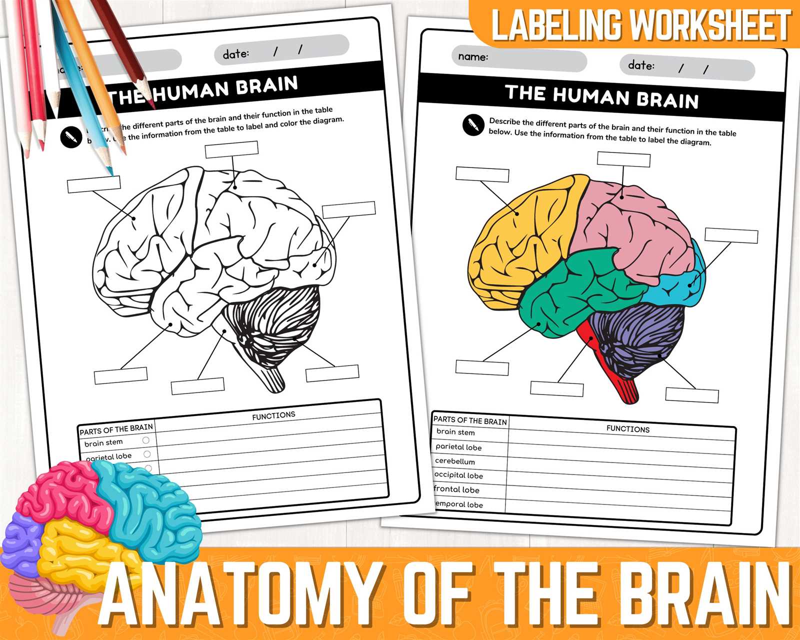 parts of the brain diagram labeled