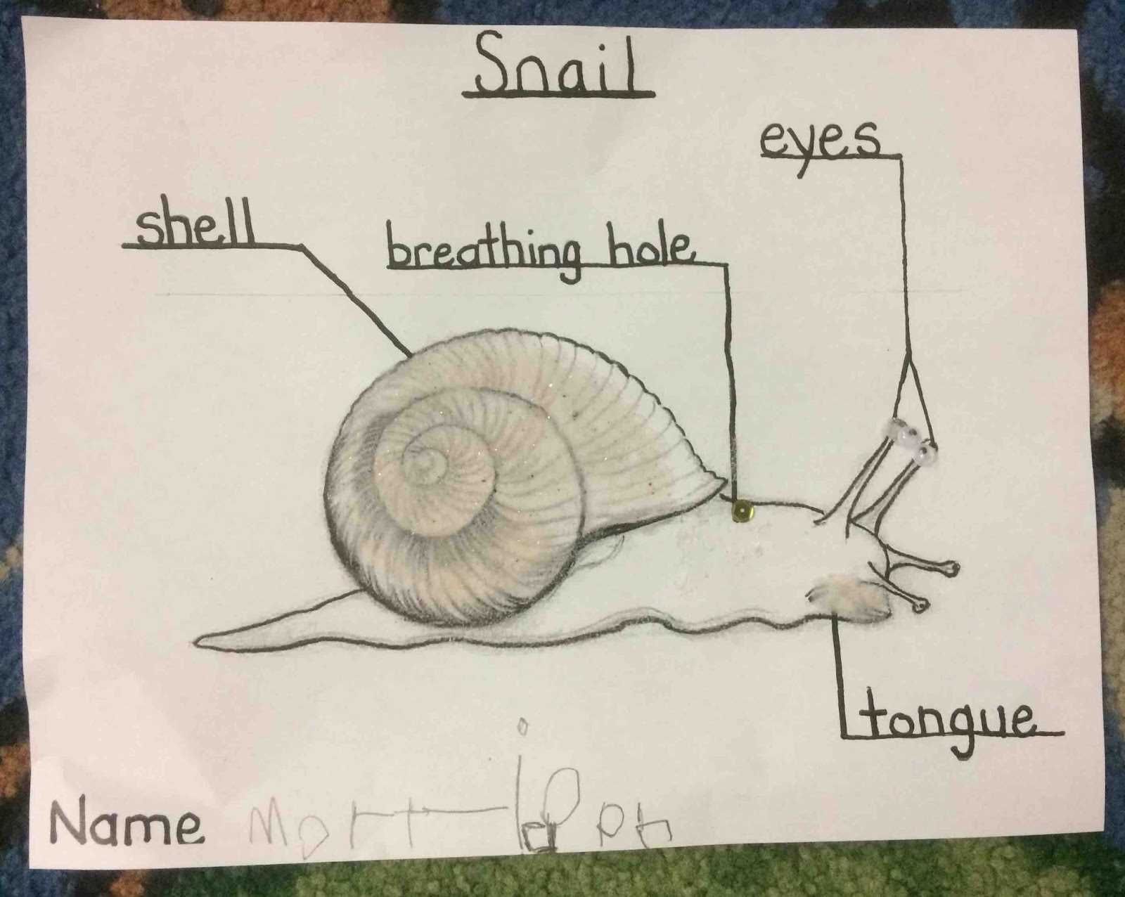 parts of a snail diagram