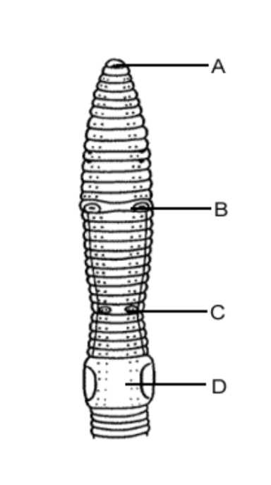 parts of a worm diagram