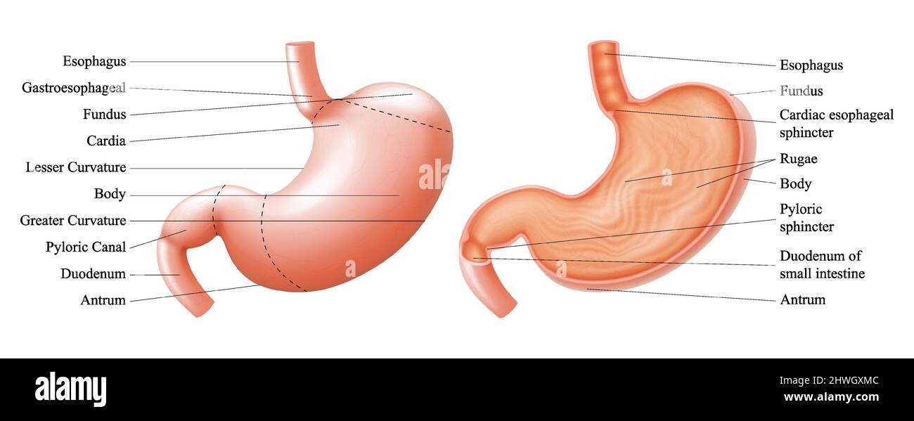 stomach diagram with parts