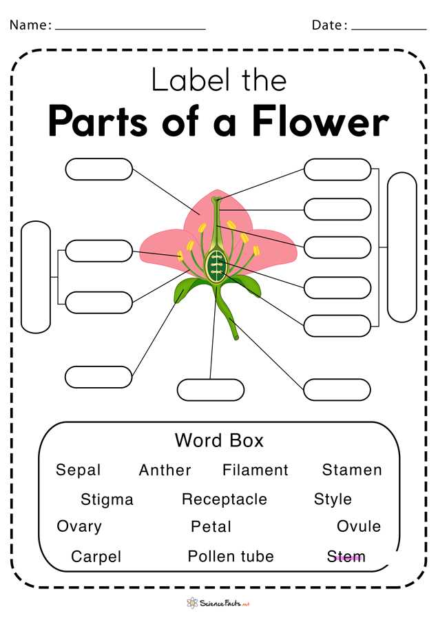 parts of a rose plant diagram