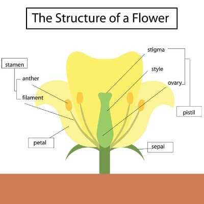 parts of a rose plant diagram