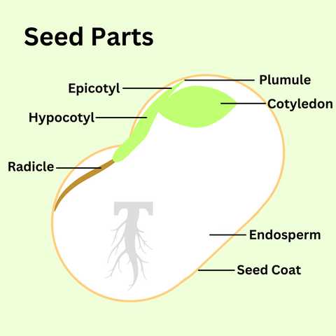 parts of a seed diagram