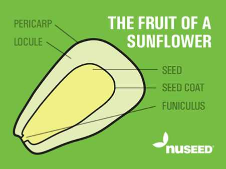 parts of a seed diagram