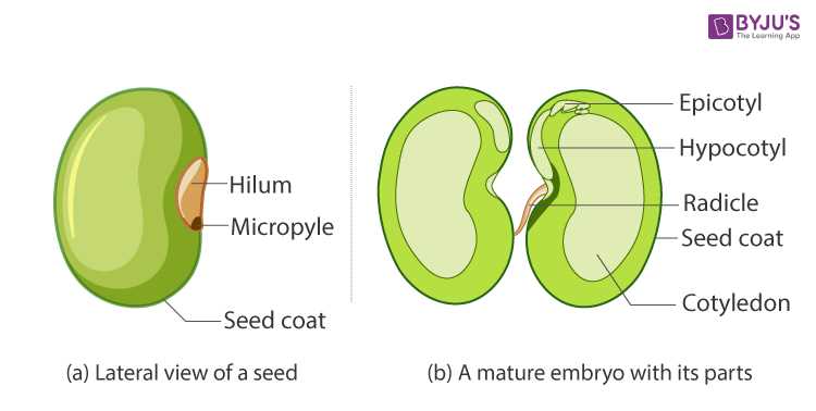 parts of a seed diagram