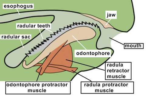 parts of a snail diagram