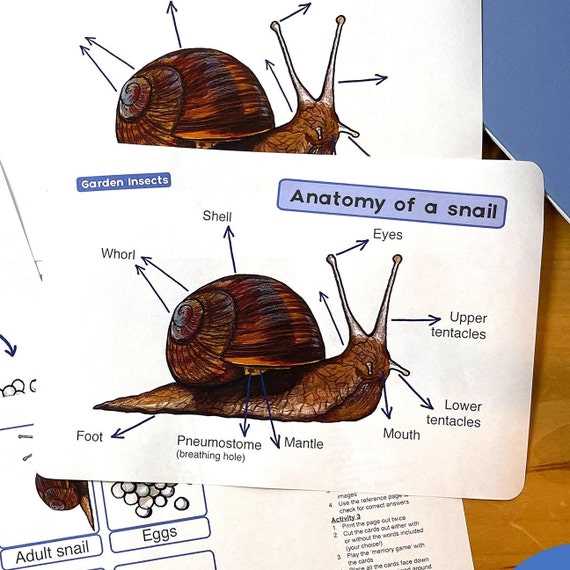 parts of a snail diagram