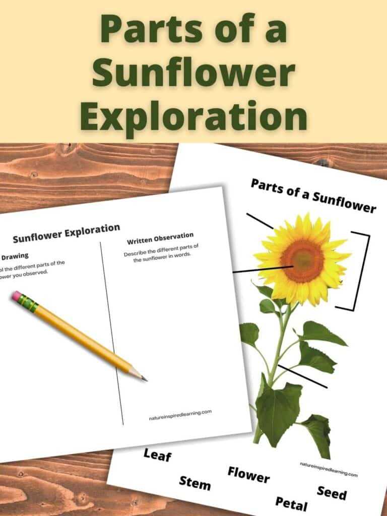 parts of a sunflower diagram