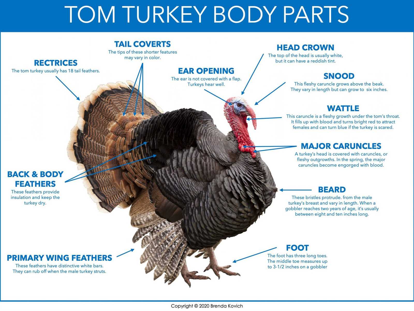 parts of a turkey diagram