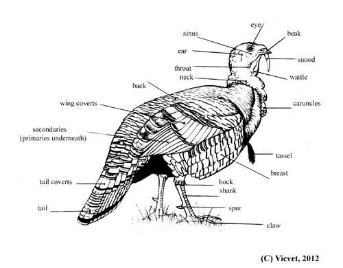 parts of a turkey diagram