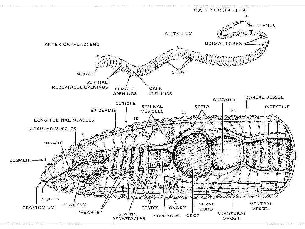 parts of a worm diagram