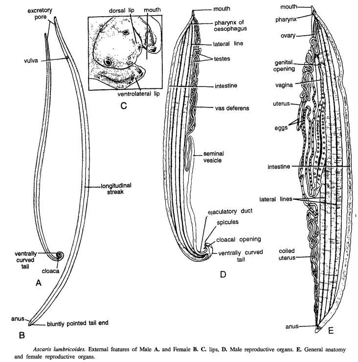 parts of a worm diagram