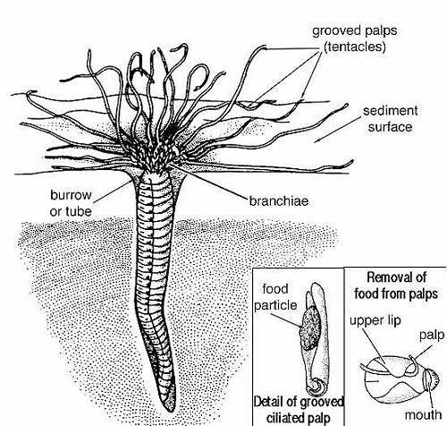 parts of a worm diagram