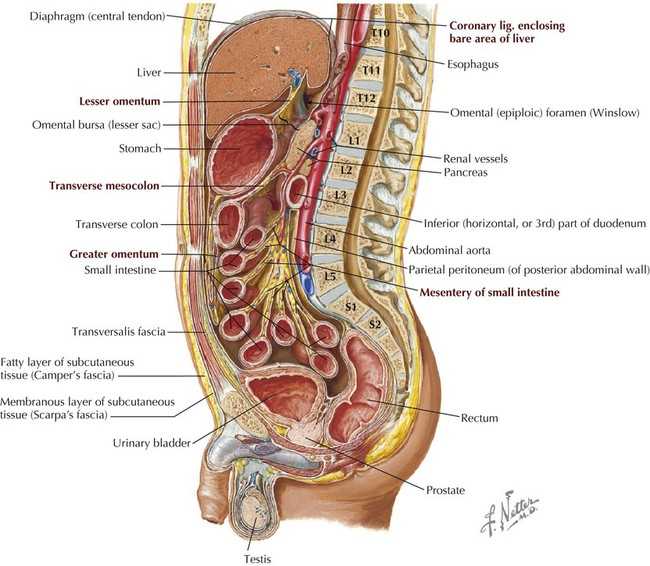 parts of abdomen diagram