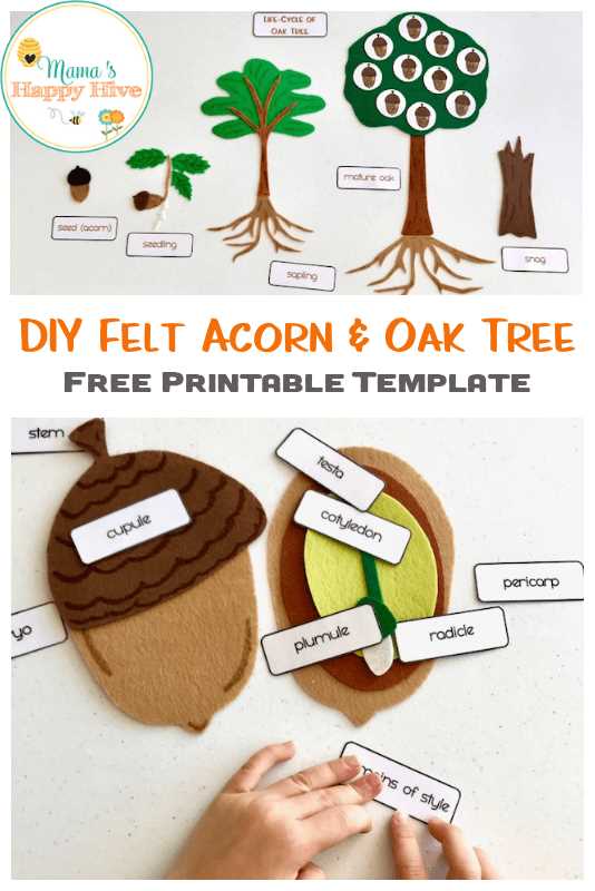 parts of an acorn diagram