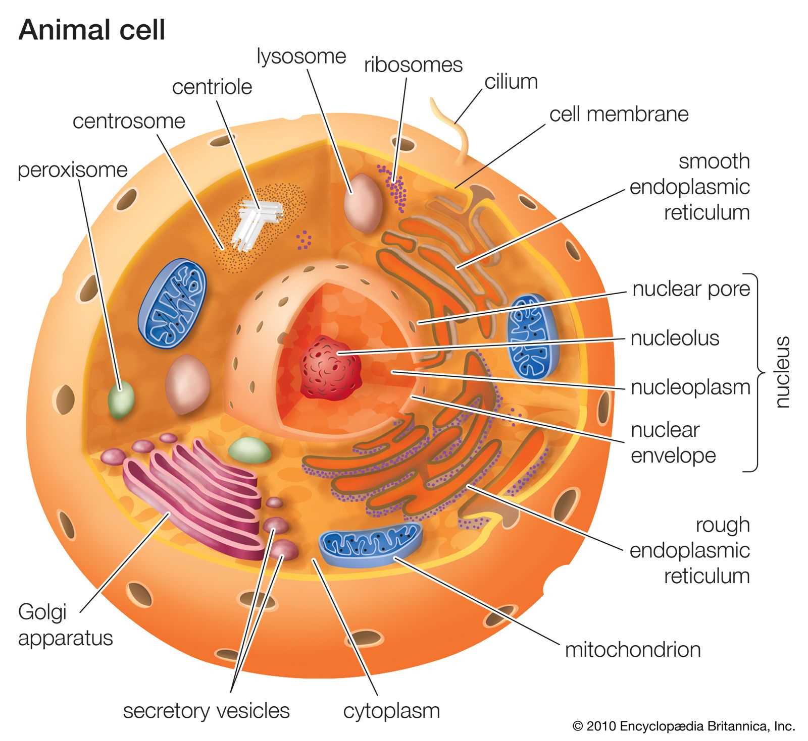 parts of an animal cell diagram