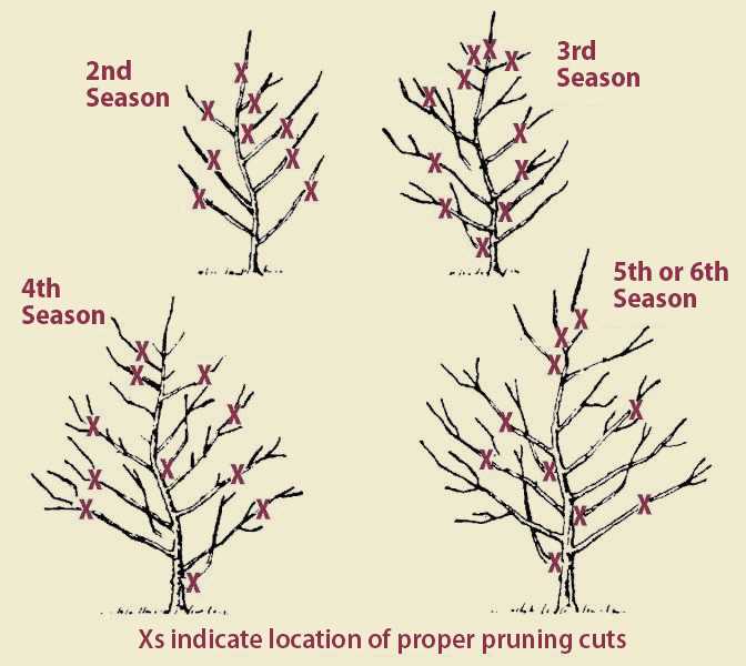 parts of an apple tree diagram