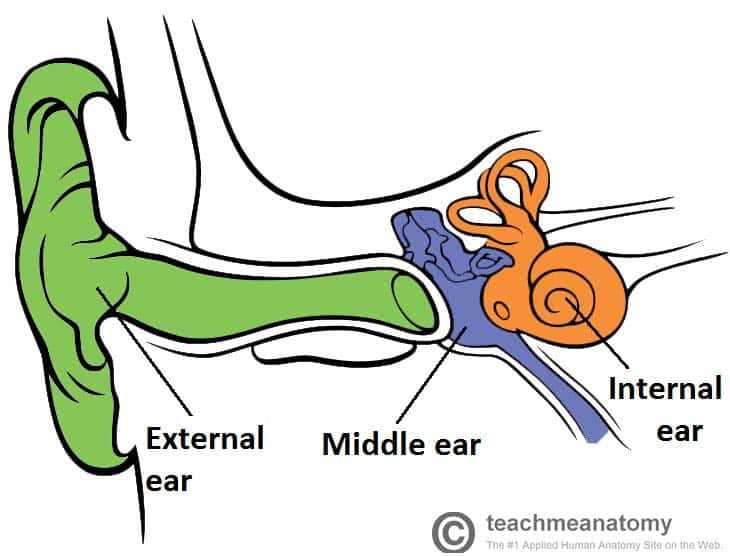 parts of an ear diagram