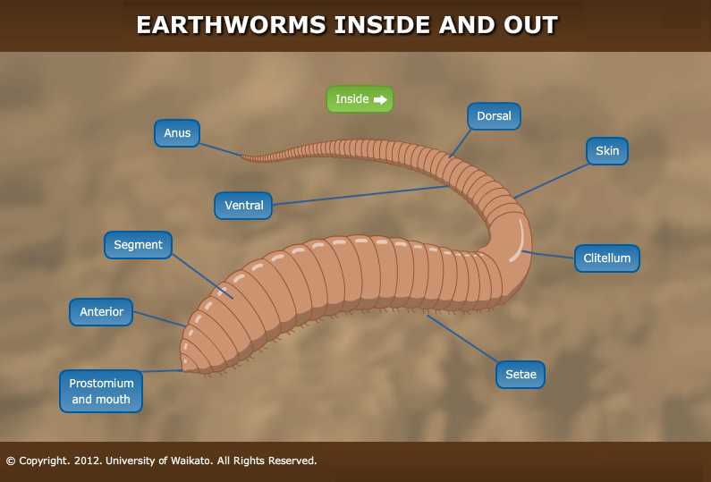 parts of an earthworm diagram