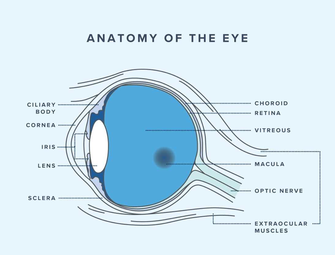 parts of an eye diagram