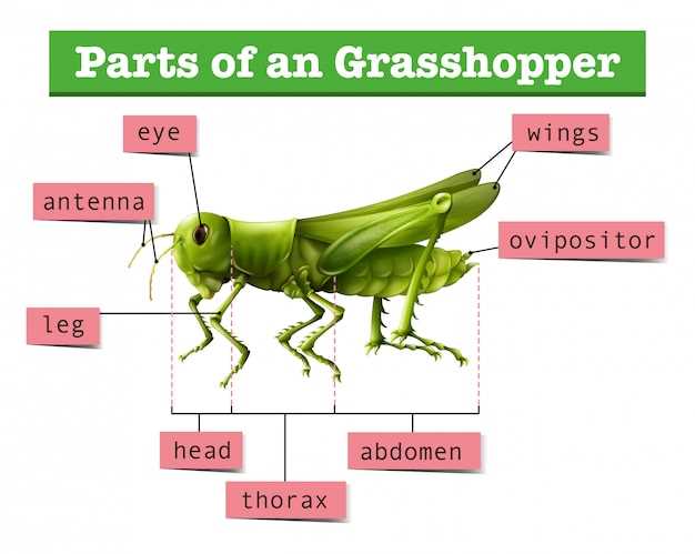 parts of an insect diagram