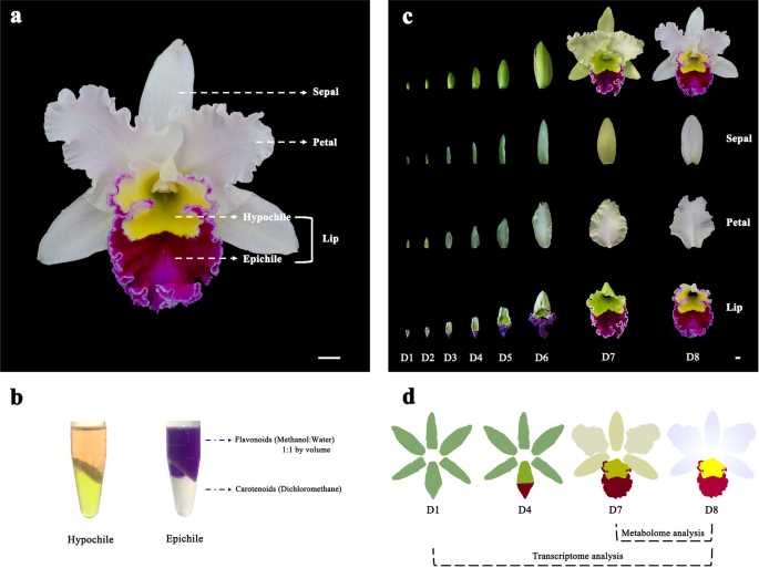 parts of an orchid diagram