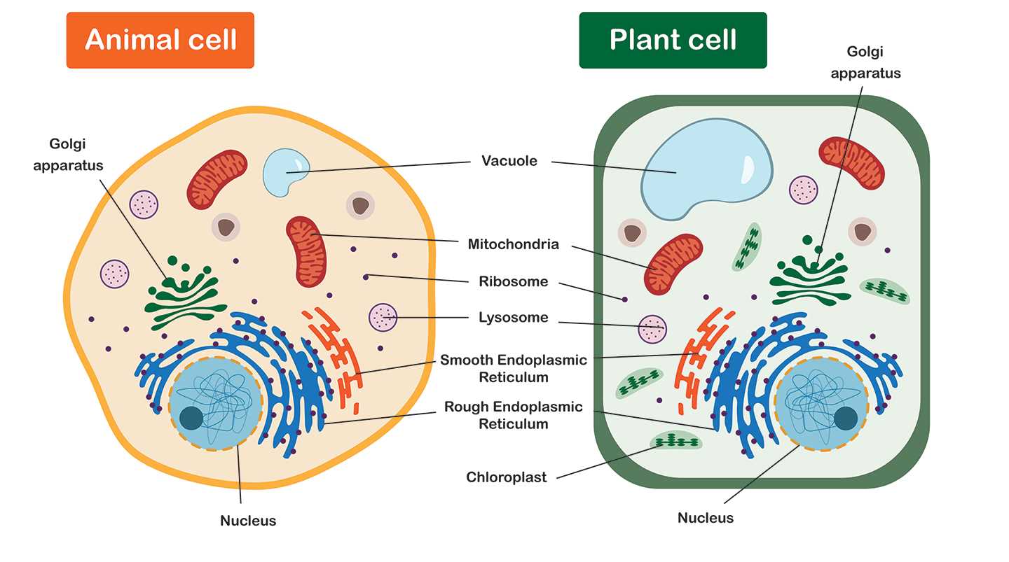 parts of animal cell diagram