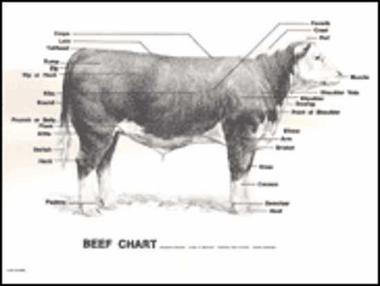 parts of beef diagram