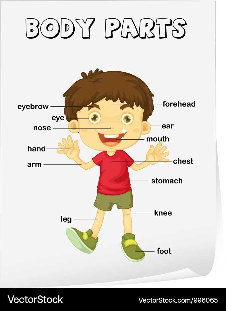 parts of body diagram