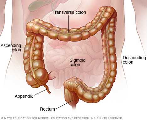 parts of bowel diagram