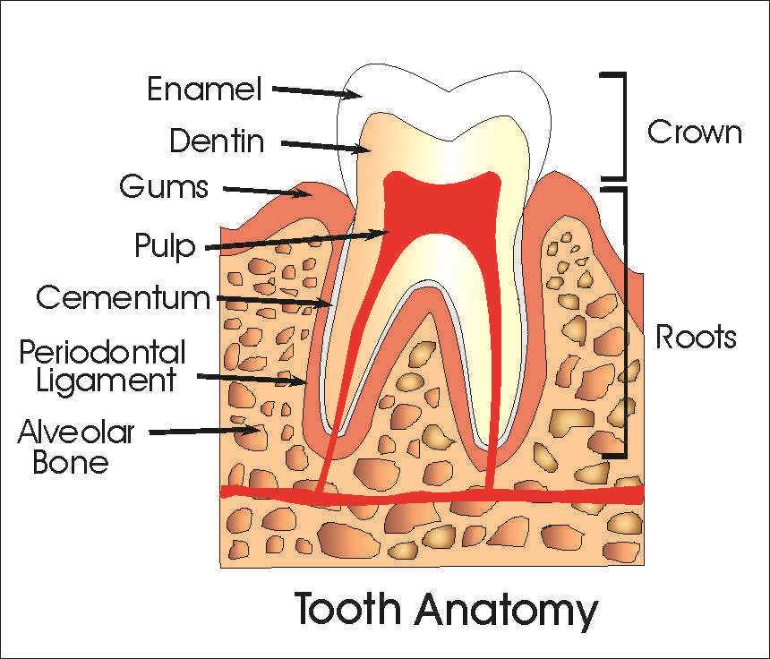 parts of braces diagram