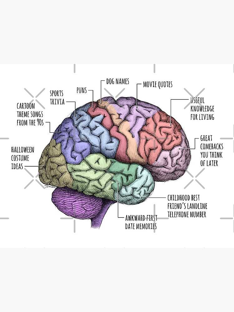 parts of brain and functions diagram mcat