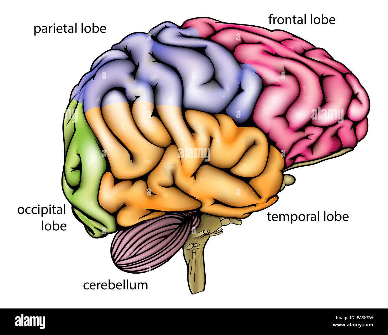 parts of brain diagram