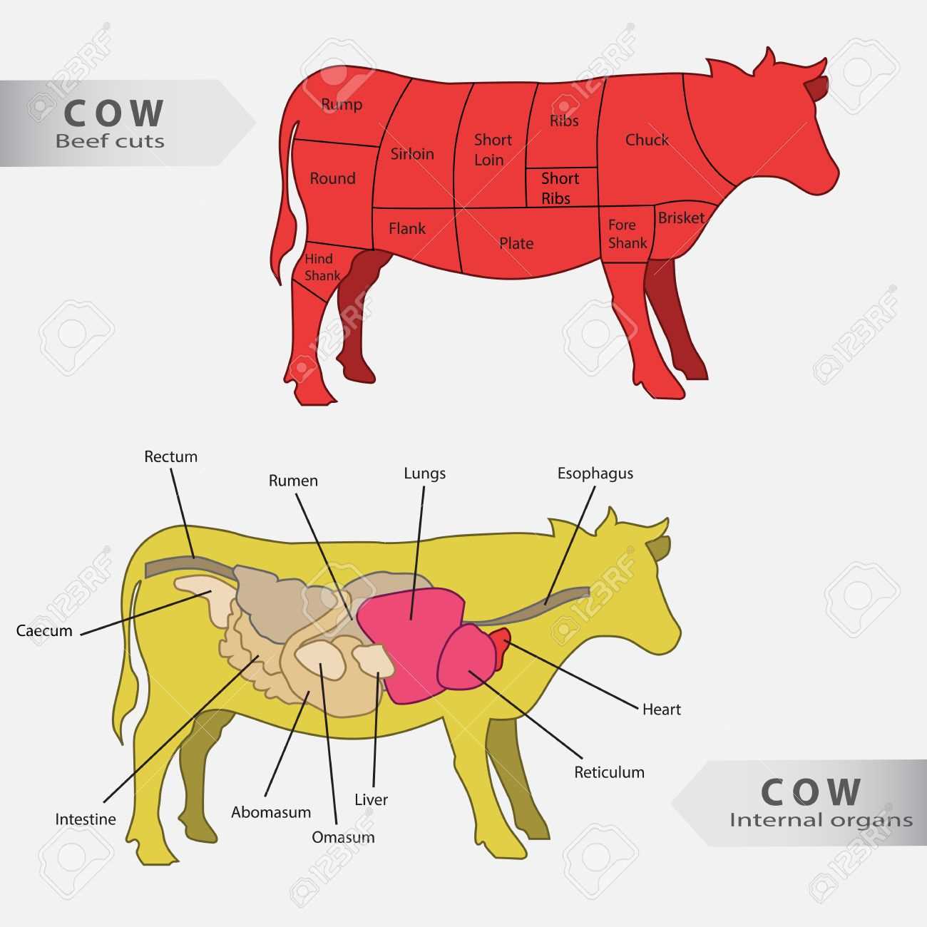 parts of cow diagram