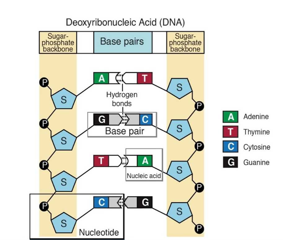 parts of dna diagram